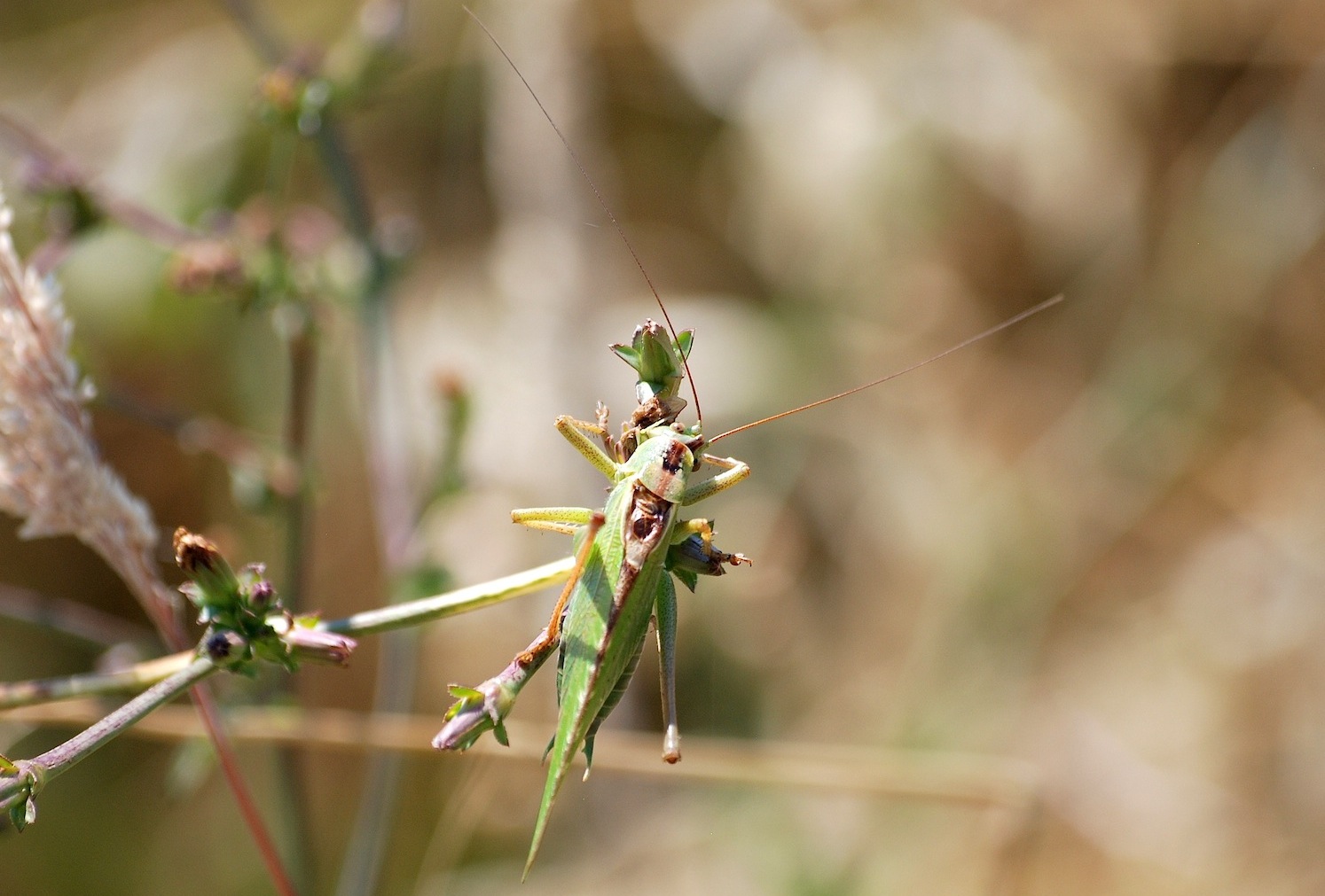 Maschio di Tettigonia sp.
